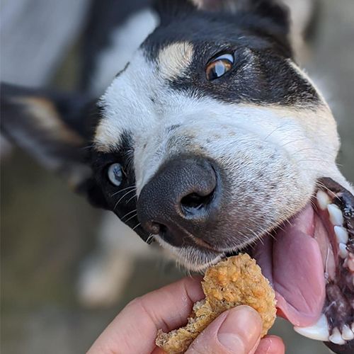 Dog close to the camera with mouth open eating a biscuit