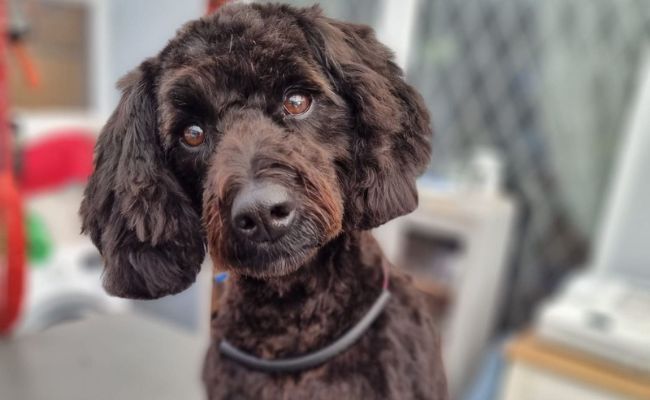 Echo the Cockapoo looking very smart and short haired after his fresh groom