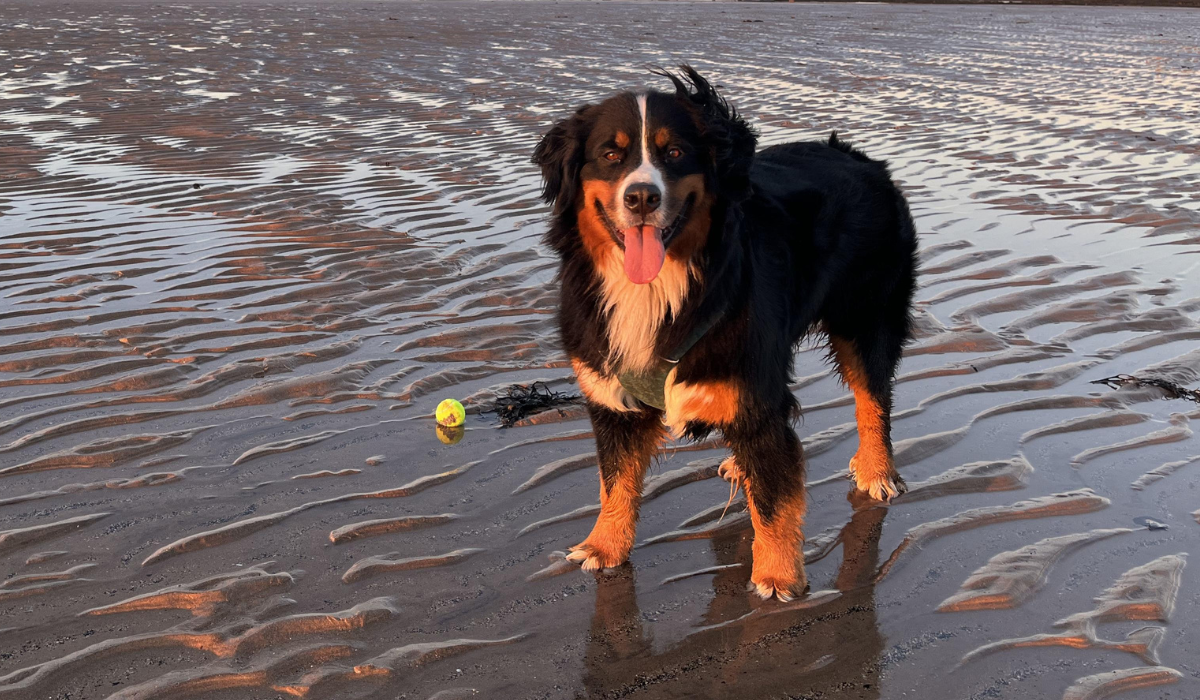 The tide is out, it's golden hour, and a large, fluffy, tri-coloured dog is standing eagerly on the wet sand, with his tennis ball tossed to the side waiting to be thrown again.