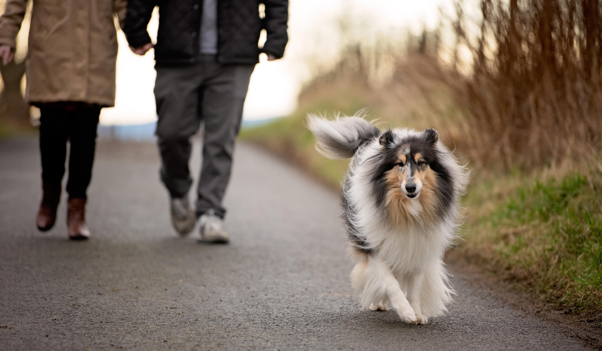 An elegant Rough Collie is running and leading the way down a country road, with their humans walking hand in hand not far behind.