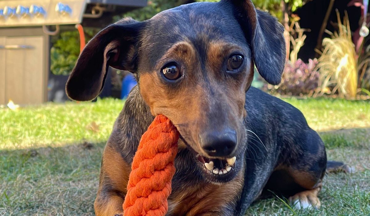 Doggy member Dottie, the Dachshund, chewing on an orange dental toy in the garden