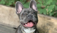 French Bulldog Guide Exercise Needs Stories Tips BorrowMyDoggy