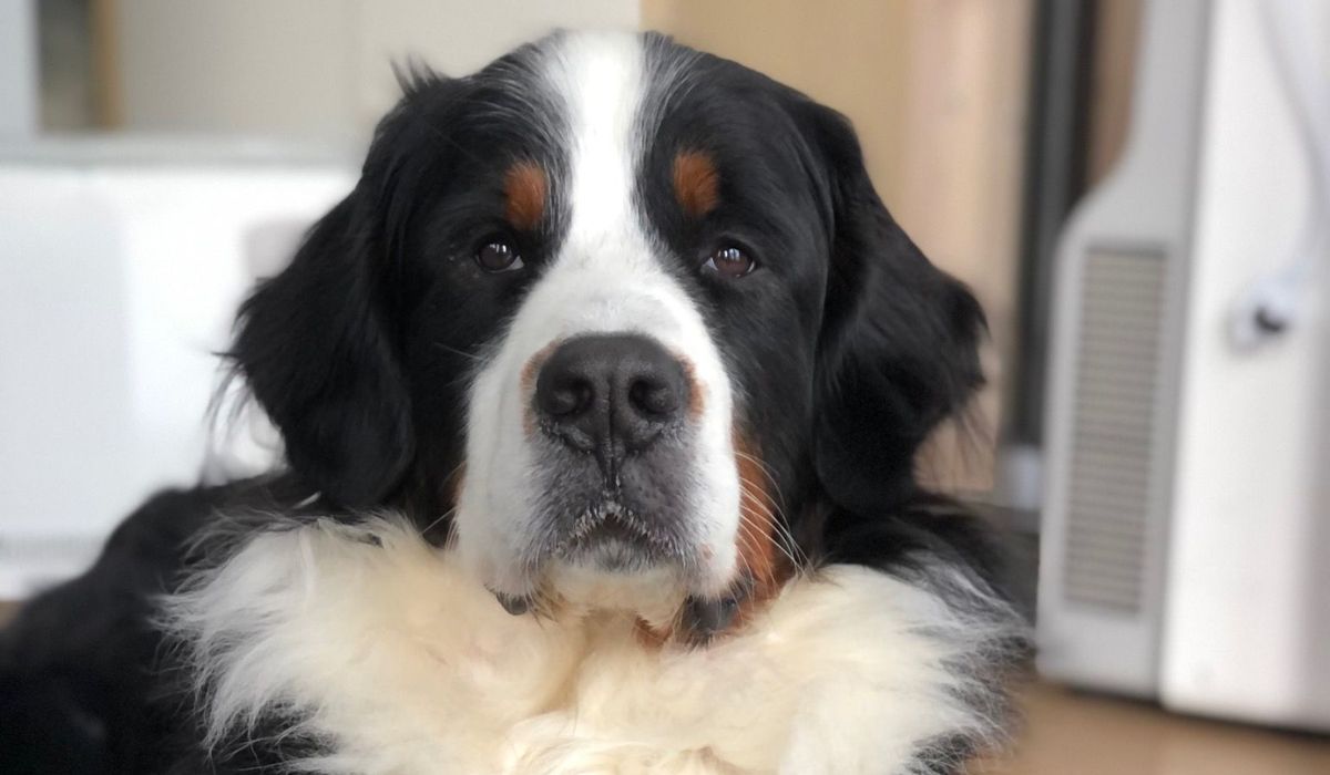 A gorgeous large Bernese Mountain Dog staring softly at the camera