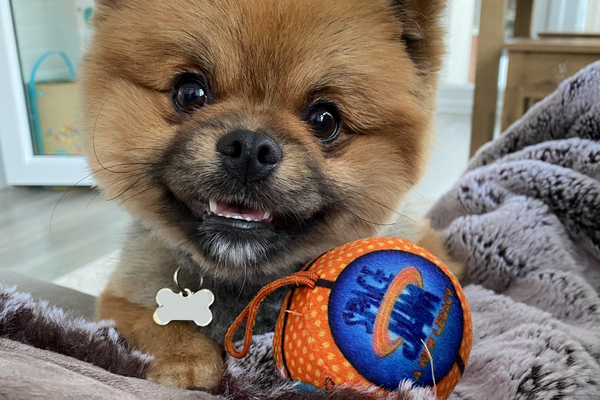 Duggee, the Pomeranian, with a Spice Jam fetching toy