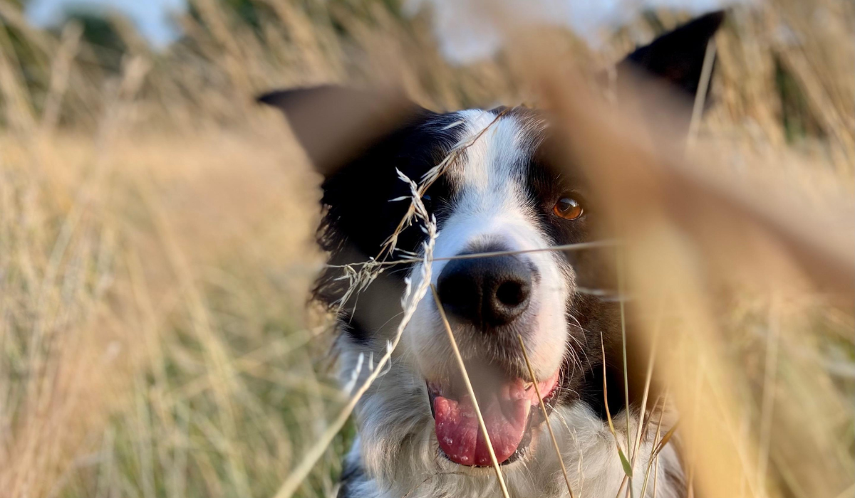 A Border Collie sits hiding amongst the tall, wild grass.