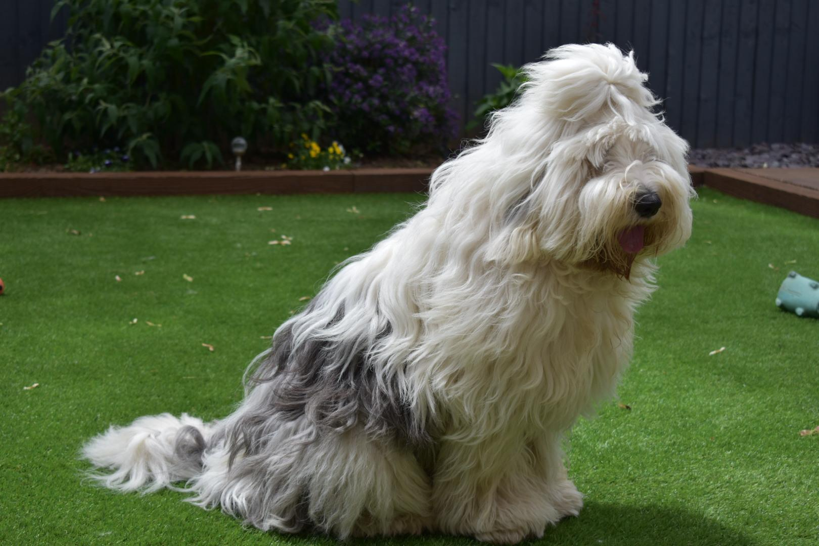 A large, grey and white dog with long hair and a ponytail is sitting in a garden
