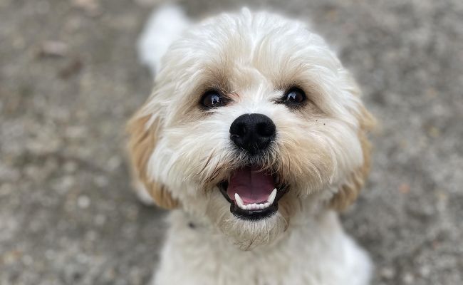 Doggy member Thor, the Cavachon, smiling happily on his evening walkies