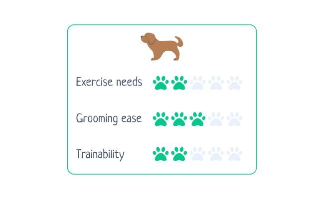 Dogue de Bordeaux  Exercise Needs 2/5 Grooming Ease 3/5 Trainability 2/5