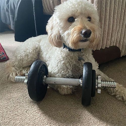 Fluffy Cockapoo sitting next to some dumbells