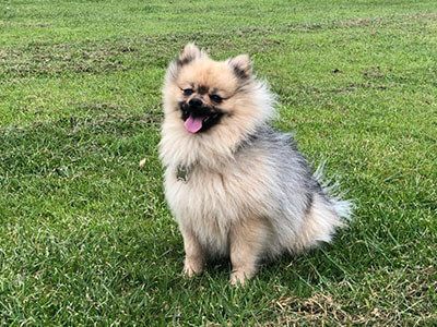 Pomeranian sat in grass with wind blowing their fur