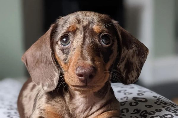 Paddy, the Dachshund puppy looking a bit hungry