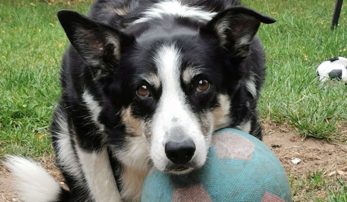 Darcy the Border Collie resting his head on a football in the garden