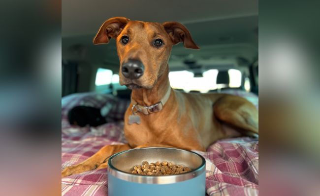 Doggy member Hunter, the Cross Breed with his bowl of dry food in the van on a road trip!