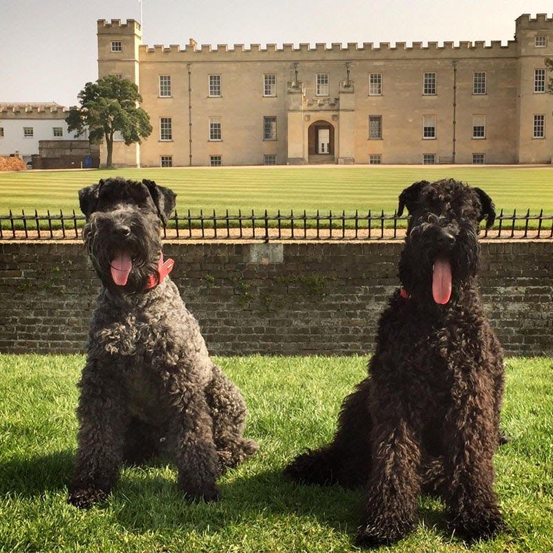 Doggy member Curly and his friend are sitting in front of a stately home.