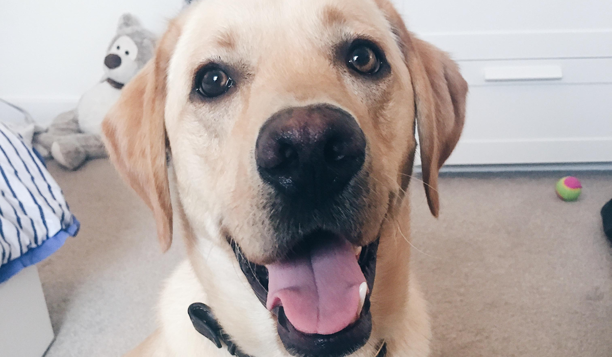 The face of a gorgeous, yellow Labrador Retriever smiling after their favourite game of ball.