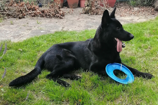 Loki, the German Shepherd, with a blue frisbee fetching toy