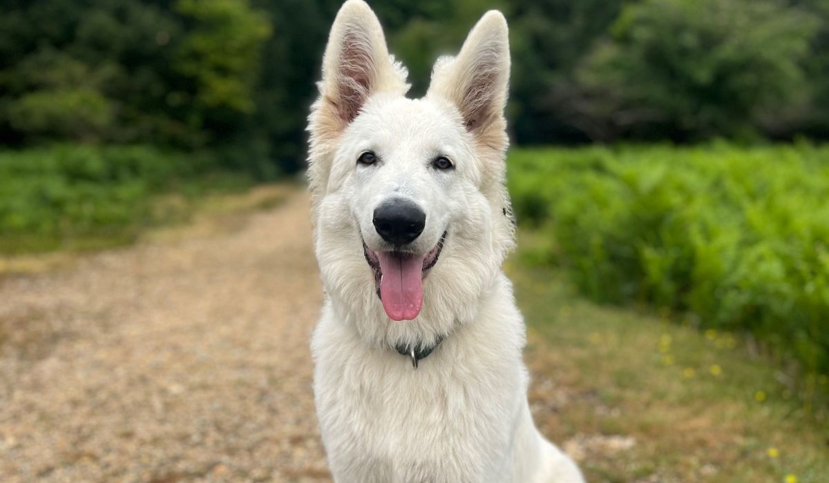 Doggy member Billy, the White Swiss Shepherd Dog, is all smiles on his afternoon walkies