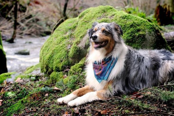 Hobson, the Australian Shepherd, looking magnificent next to a stream in a mossy wood