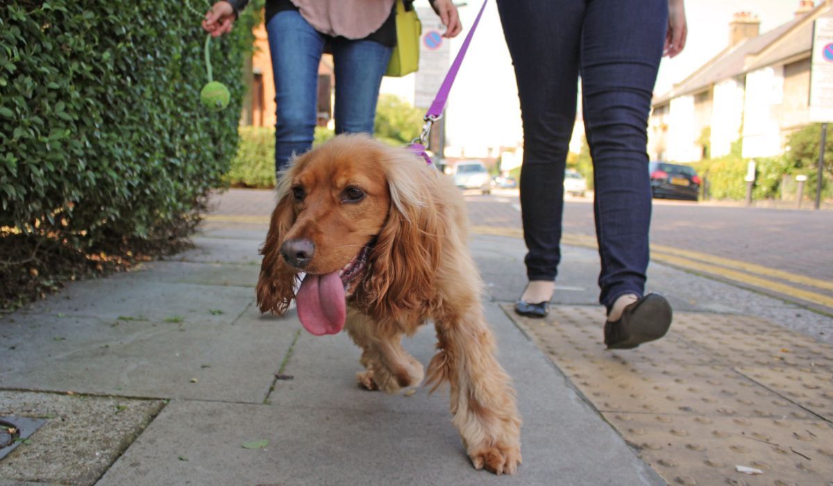 A cute golden Cocker Spaniel pulling excitedly on their lead as their owner and borrower walk behind them