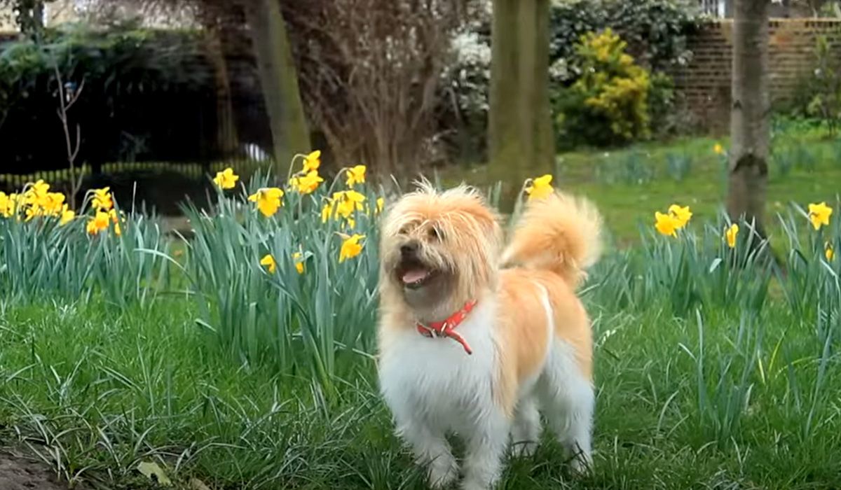 Herbie the happy dog in a field of daffodils