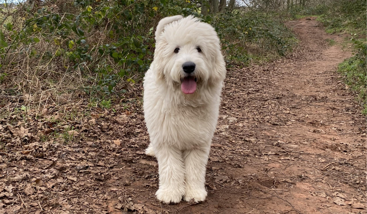 A shaggy-haired, large but gentle dog stands on a woodland path covered in brown leaves, ready to lead the way on a pawsome walkies.