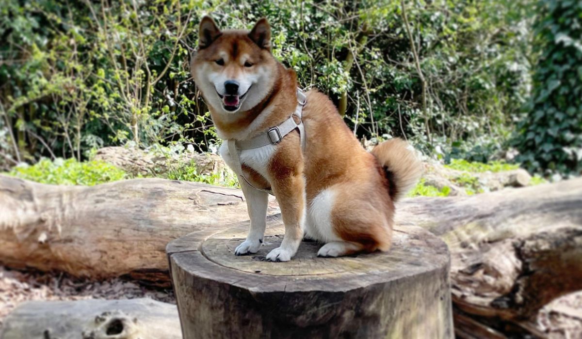 Dax the Japanese Shiba Inu sitting on a very large tree trunk