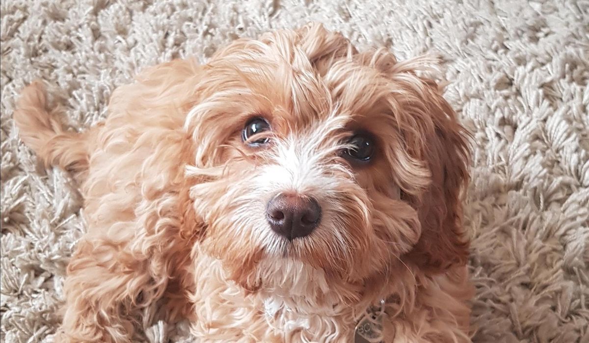 Doggy member Bonnie, the Cavapoo, lying on a fluffy cream rug making herself at home at her dog sitters