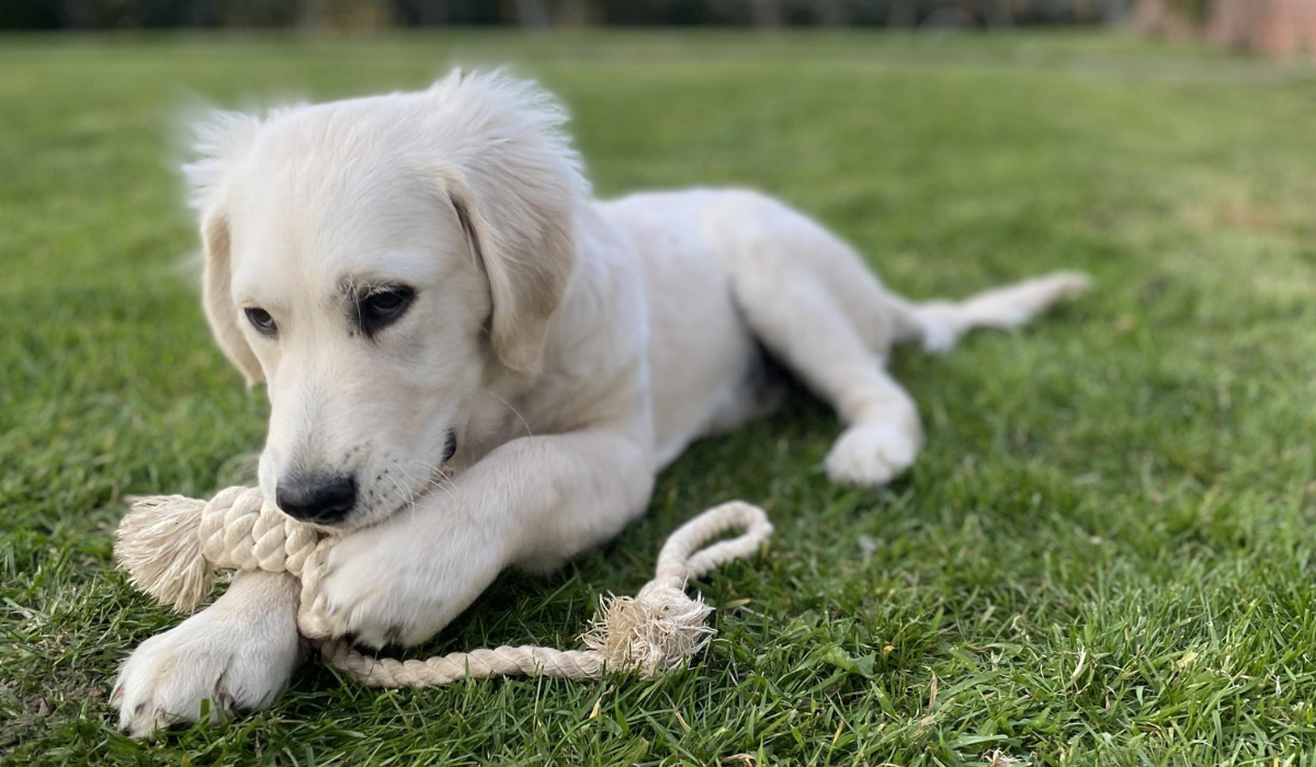 A cream Goldendoodle puppy lies in the grass after a game of tug with their rope toy.