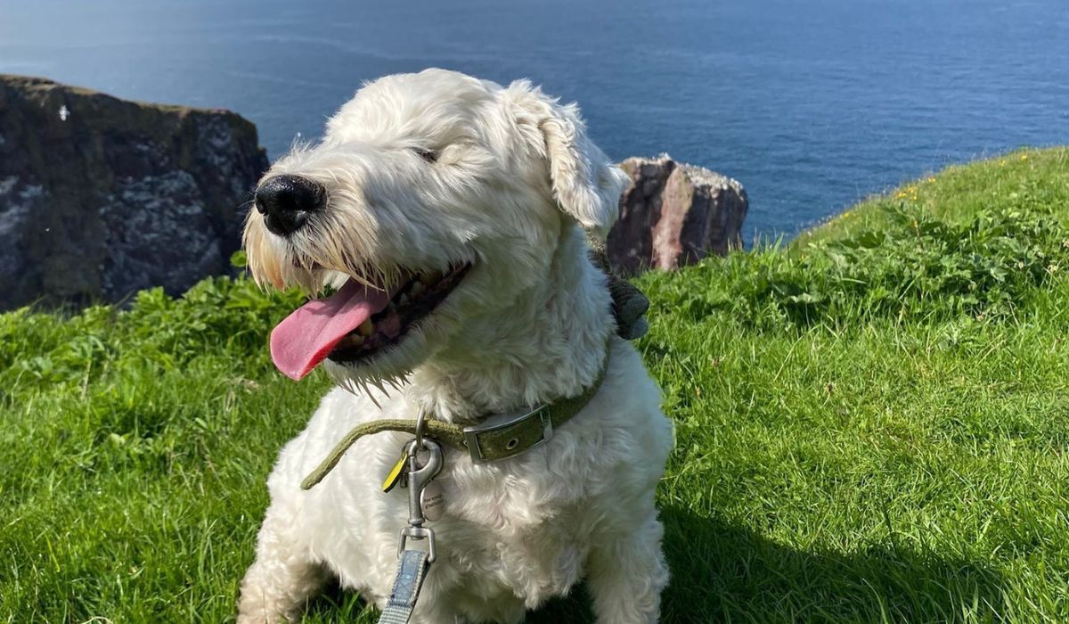 A happy white dog, wearing a green collar, pants as it sits on the grass with the sea behind it