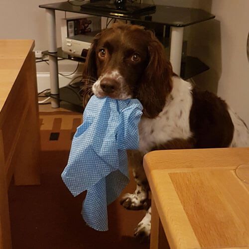 Doggy Member Coby