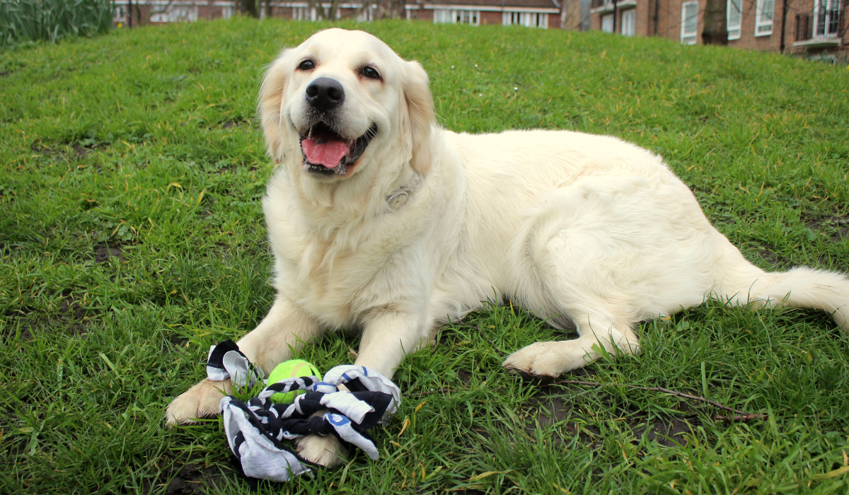 A very happy Golden Retriever is taking a break on the grass after playing with their DIY tennis ball t-shirt tug toy.