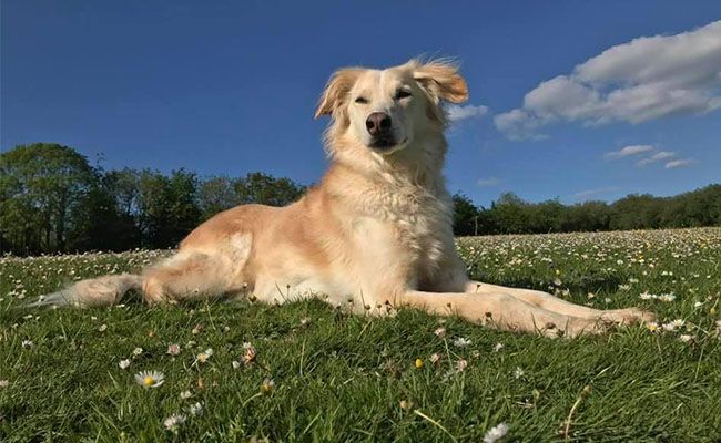 A cross breed dog laying on the grass enjoying the spring sun