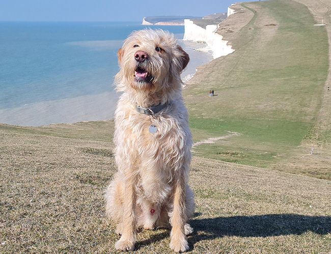 A large, blonde, shaggy haired dog sits on the South Downs in front of white cliffs