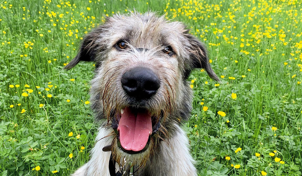 A very happy, scruffy, large, grey dog with a large boopable black nose is sat in a field of wild, yellow flowers.