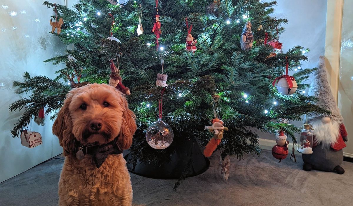 Fluffy brown cockapoo with brown bowtie in front of a lovely decorated Christmas tree.