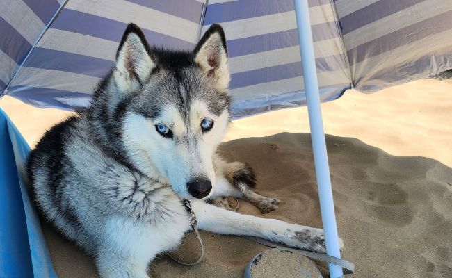 Doggy member Bella, the Siberian Husky sitting on a sandy beach under a parasol