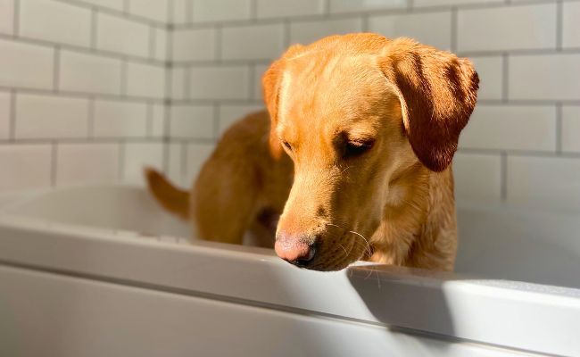 Doggy member Bosun, the Labrador Retriever, in the bathtub getting ready for a splash
