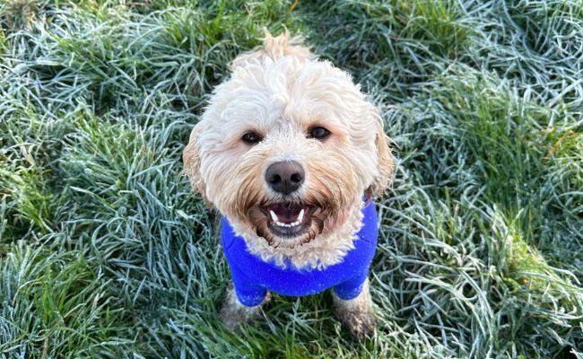 Doggy member Alfie, the Cavachon wearing his bright blue Equafleece on a frosty morning walk