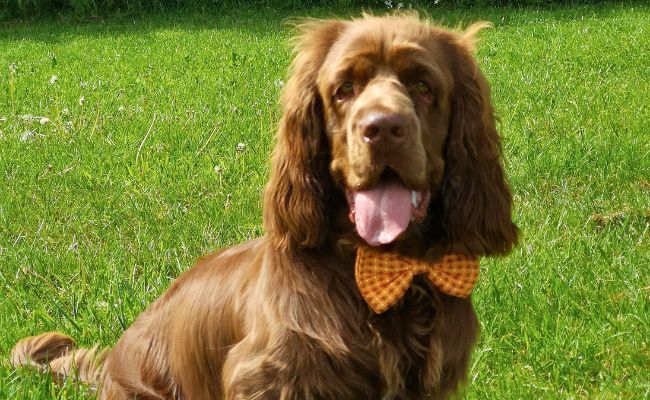 Sussex sale spaniel temperament