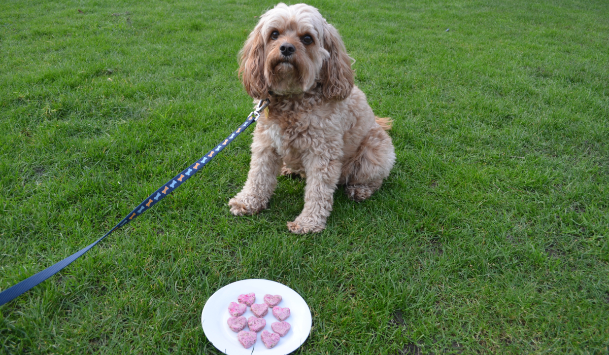 A plate of Chicken and Raspberry Heart Treats is placed in front of a cute, fluffy pooch sitting patiently on lead.