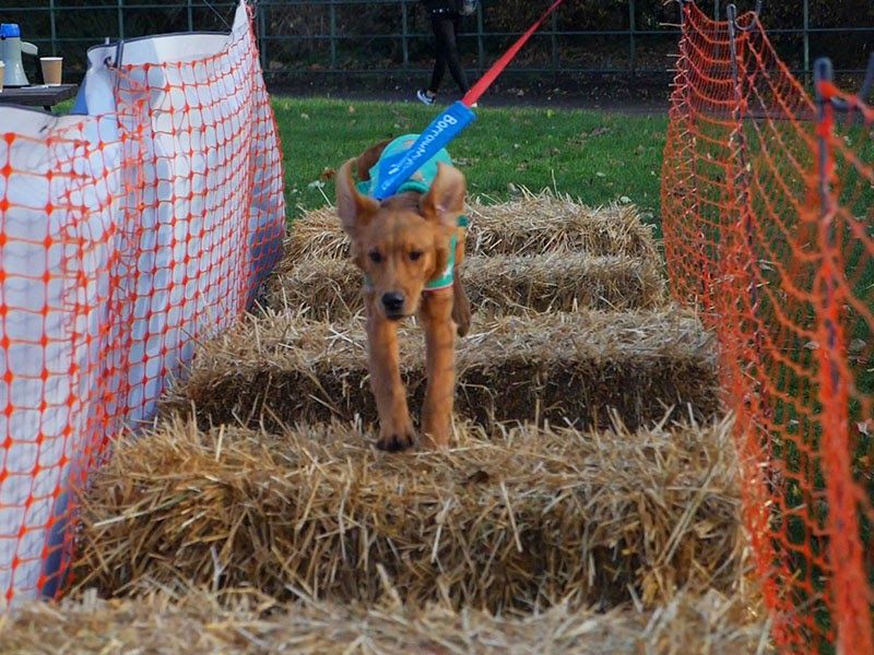 Digby running over hay bales - such a pro!