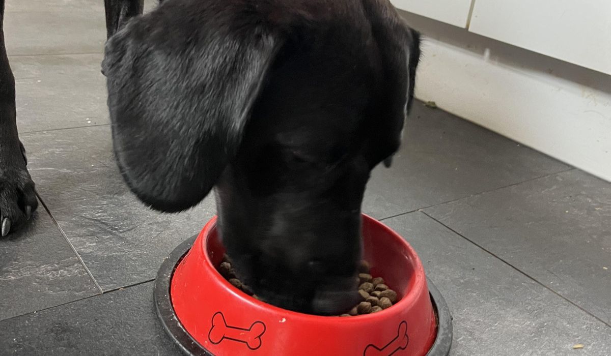 Penfold the Springador enjoying his dry food in a red bowl