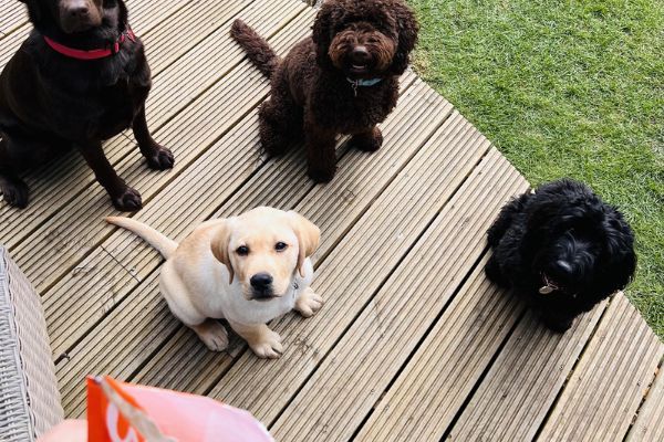 Bayley the Cockapoo and friends sitting for a Waggs treat
