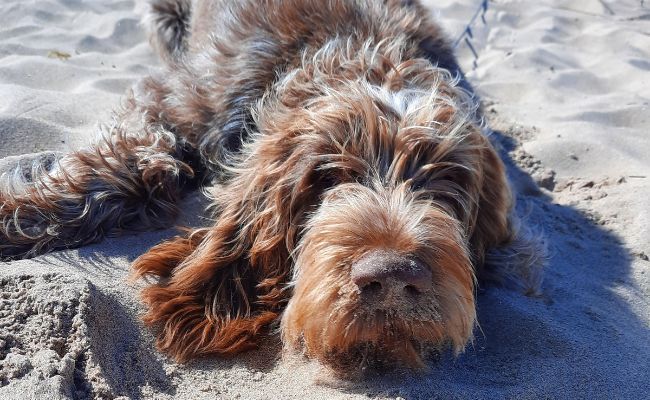 Doggy member Alfra, the Italian Spinone lying on a sandy beach 