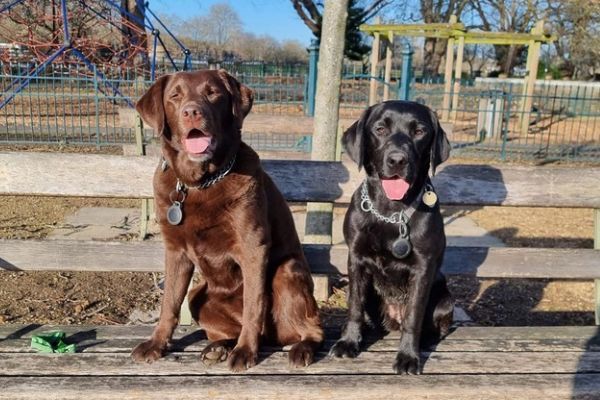 Willow and Jinny, the Labrador retrievers