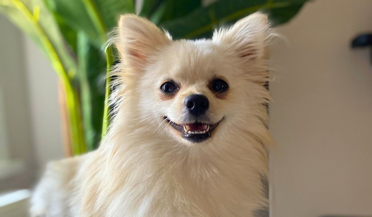 Doggy member Ivy Valentine, the Pomchi, sitting in front of a luscious green house plant, smiling happily