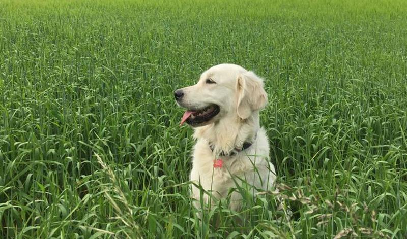 Can dogs tell the time?
