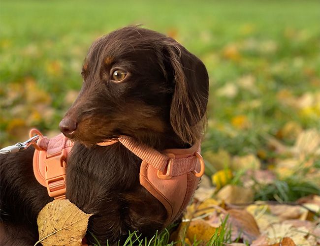 Lola is a chocolate brown dog with short legs and large floppy ears. She's wearing an orange harness and standing on grass which is covered in Autumn leaves