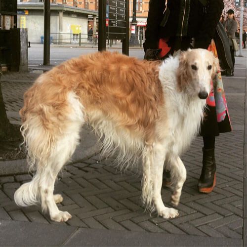 A slim but deep chested dog with a long, slightly curly white and tan coat, long legs and a long nose is out and about in town.