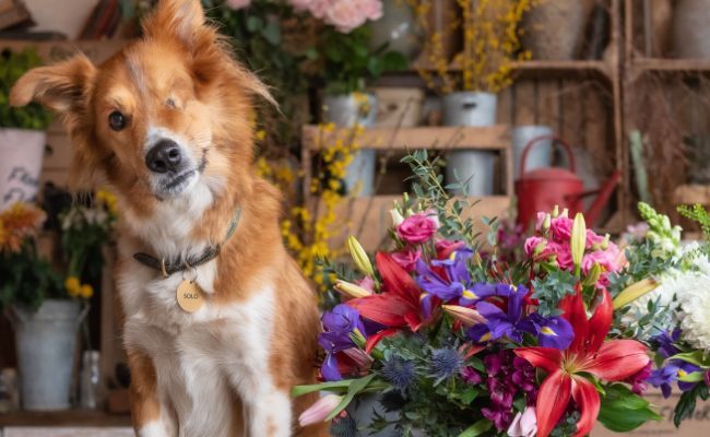 One-eyed doggy member Solo, the Cross Breed, sitting next to a colourful bunch of flowers.